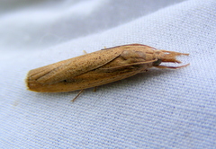 Thopeutis forbesellus