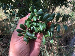 Diospyros humilis
