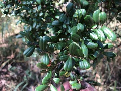Diospyros humilis