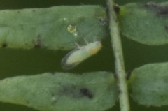 Heteropsylla