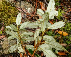 Pomaderris elliptica