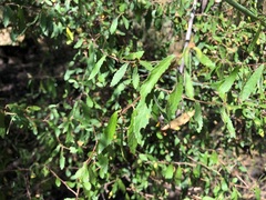 Acalypha eremorum