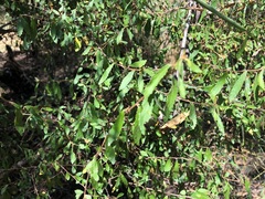 Acalypha eremorum