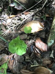 Nervilia concolor