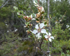 Leptospermum grandiflorum