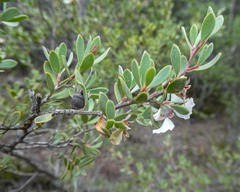 Leptospermum grandiflorum