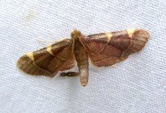 Hypsopygia thymetusalis