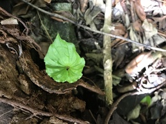 Nervilia concolor