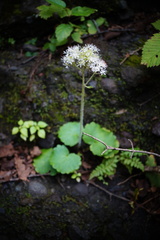 Micranthes manchuriensis