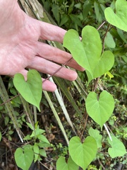 Ipomoea alba