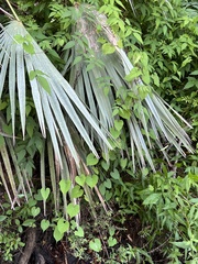 Ipomoea alba