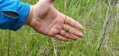 Asclepias lanceolata image