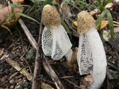 Phallus indusiatus