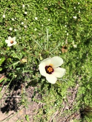 Hibiscus tridactylites