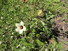 Hibiscus tridactylites