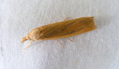 Thopeutis forbesellus