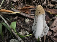 Phallus indusiatus