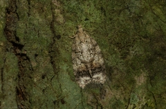 Polylopha epidesma
