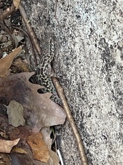 Hemidactylus turcicus