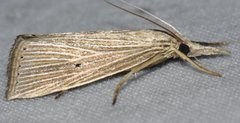 Xubida panalope