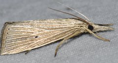 Xubida panalope