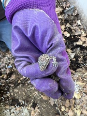 Hemidactylus turcicus