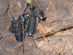 Desudaba maculata