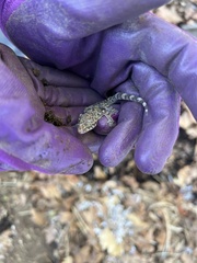 Hemidactylus turcicus