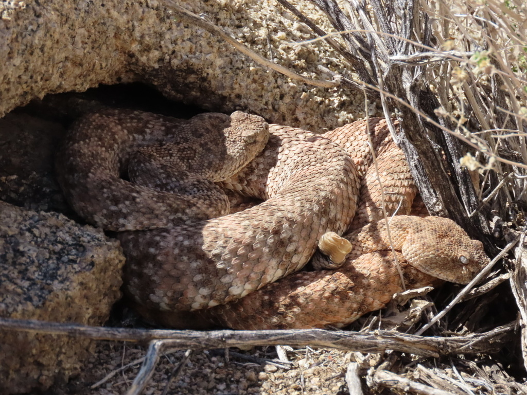 Southwestern Speckled Rattlesnake from Joshua Tree National Park, Indio