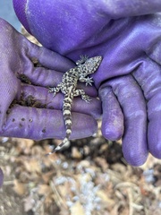 Hemidactylus turcicus