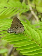 Pseudolycaena damo