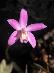 Cattleya rupestris