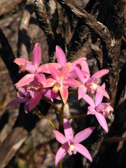 Cattleya rupestris