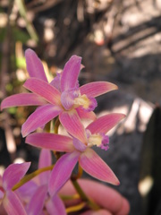 Cattleya rupestris