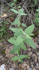 Lepechinia cardiophylla