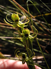 Habenaria fluminensis