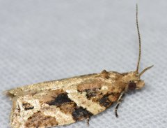 Argyrotaenia ivana