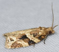 Argyrotaenia ivana