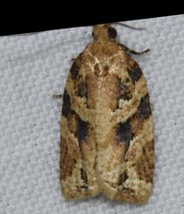 Argyrotaenia ivana
