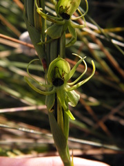 Habenaria fluminensis