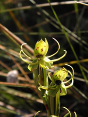 Habenaria fluminensis