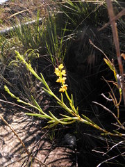 Epidendrum dendrobioides