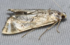 Eoparargyractis irroratalis