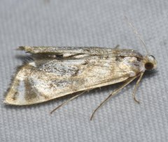 Eoparargyractis irroratalis