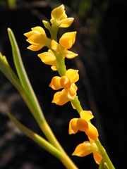Epidendrum dendrobioides