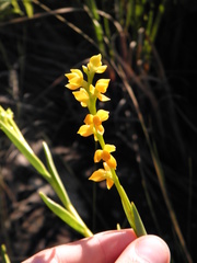 Epidendrum dendrobioides