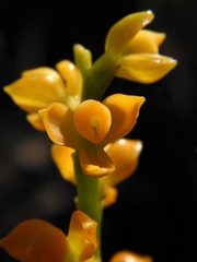 Epidendrum dendrobioides
