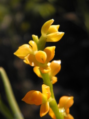 Epidendrum dendrobioides