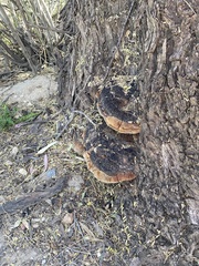 Phellinus badius
