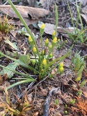 Cicendia quadrangularis